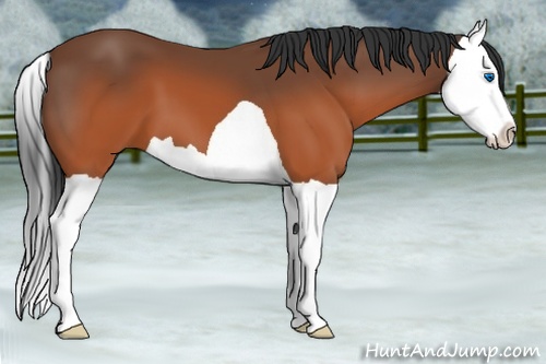Horse Color: Brown Splash 