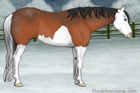 Horse Color:Brown Splash