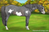 Horse Color:Brown Frame Appaloosa 