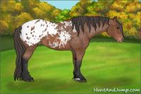 Horse Color:Bay Appaloosa 