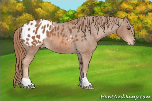 Horse Color: Chestnut Blanket 