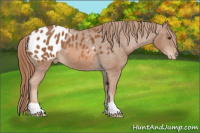 Horse Color:Chestnut Appaloosa 
