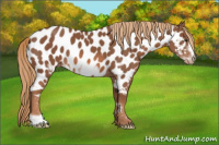 Horse Color:Chestnut Frame Appaloosa 