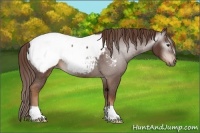 Horse Color:Gray Chestnut Appaloosa 