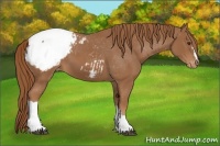 Horse Color:Chestnut Snowcap 