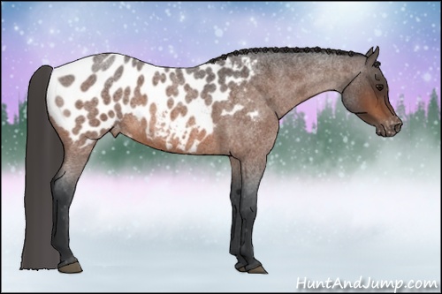 Horse Color: Brown Roan Blanket Rabicano 
