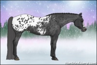 Horse Color:Black Blanket 
