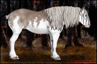 Horse Color:Silver Black Splash 