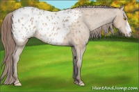 Horse Color:Sable Champagne Blanket 