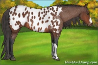 Horse Color:Bay Appaloosa Rabicano 