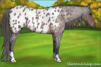Horse Color:Bay Roan Near Leopard 
