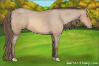 Horse Color:Amber Champagne Varnish 