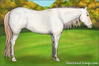 Horse Color:Amber Champagne Dun Snowcap 