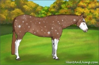 Horse Color:Chestnut Splash Frame