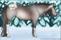 Horse Color:Gray Bay Appaloosa 