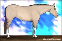 Horse Color:Amber Champagne Dun 