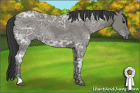 Horse Color:Grullo Ice 