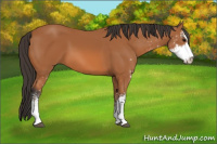 Horse Color:Bay Sabino 