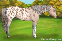 Horse Color:Bay Appaloosa 