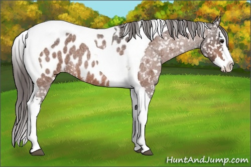 Horse Color: Brown Roan Splash Tobiano Blanket 