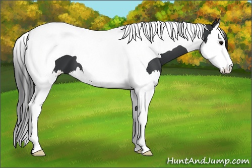 Horse Color: Black Splash Tobiano 