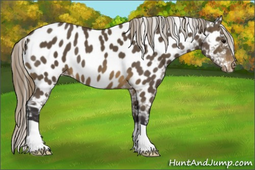 Horse Color: Buckskin Near Leopard 
