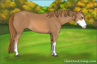 Horse Color:Chestnut Sabino