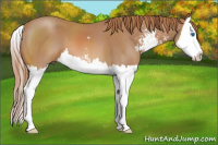 Horse Color:Red Roan Sabino Splash 