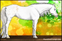 Horse Color:Gray Silver Amber Cream Champagne Roan Dun Splash Tobiano Frame Appaloosa Rabicano 