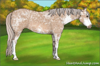 Horse Color:Silver Bay Ice Dun Sabino 