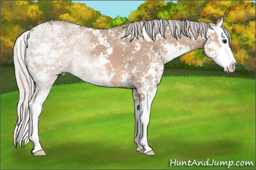 Horse Color: Silver Brown Ice Dun Sabino Splash 