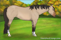 Horse Color:Bay Dun Sabino