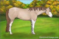 Horse Color:Grullo Pearl Sabino 