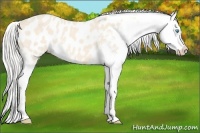 Horse Color:Cremello Appaloosa 