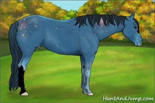 Horse Color:ERROR: UNKNOWN ANOMALY