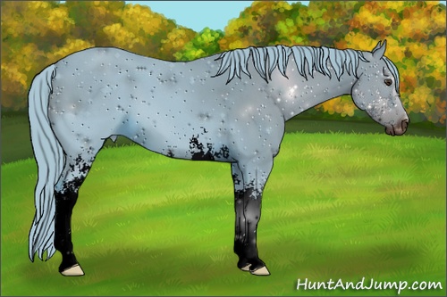 Horse Color:ERROR: UNKNOWN ANOMALY