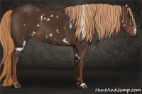 Horse Color:White Spotted Liver Chestnut 