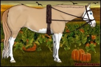 Horse Color:Red Dun Splash