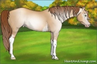 Horse Color:Gray White Spotted Gold Champagne Dun