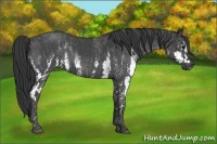 Horse Color:White Spotted Blue Roan Rabicano  Brindle