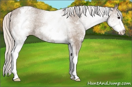 Horse Color: Unknown 