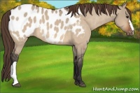 Horse Color:Bay Dun Near Leopard 