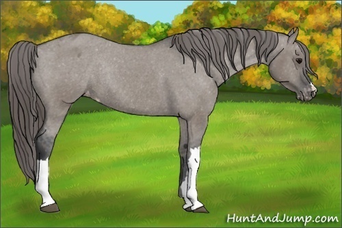 Horse Color: Unknown 