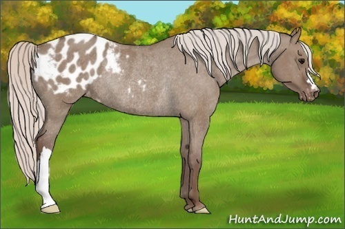 Horse Color: Unknown 