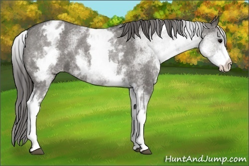 Horse Color: Unknown 