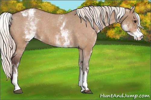 Horse Color: Unknown 