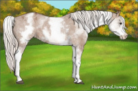 Horse Color:White Spotted Silver Brown Dun Appaloosa 