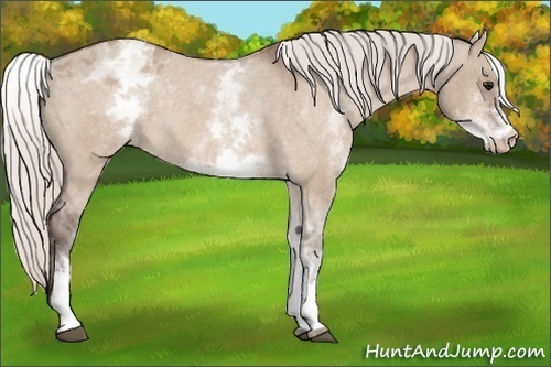 Horse Color: Unknown 