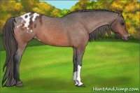 Horse Color:Bay Appaloosa 