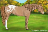 Horse Color:Chestnut Blanket Rabicano 